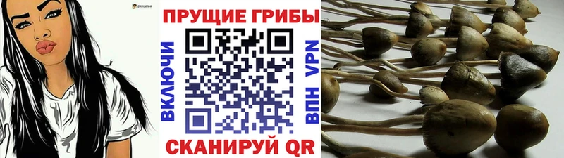 маркетплейс клад  Сальск  Псилоцибиновые грибы MAGIC MUSHROOMS  цены  
